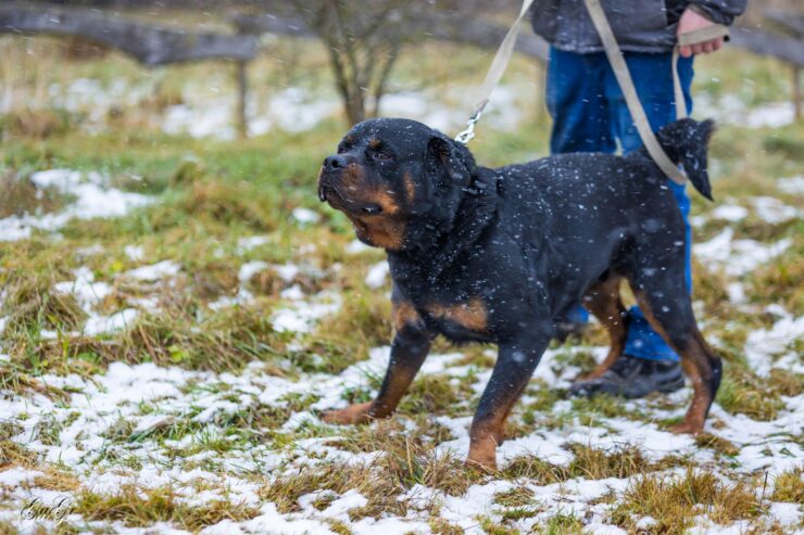 🐾 Taisons – ļoti vēlas savu cilvēku, kas būs līdzās vienmēr un visur! Taisons meklē mājas, ko saukt par savējām!