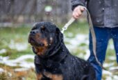 🐾 Taisons – ļoti vēlas savu cilvēku, kas būs līdzās vienmēr un visur! Taisons meklē mājas, ko saukt par savējām!