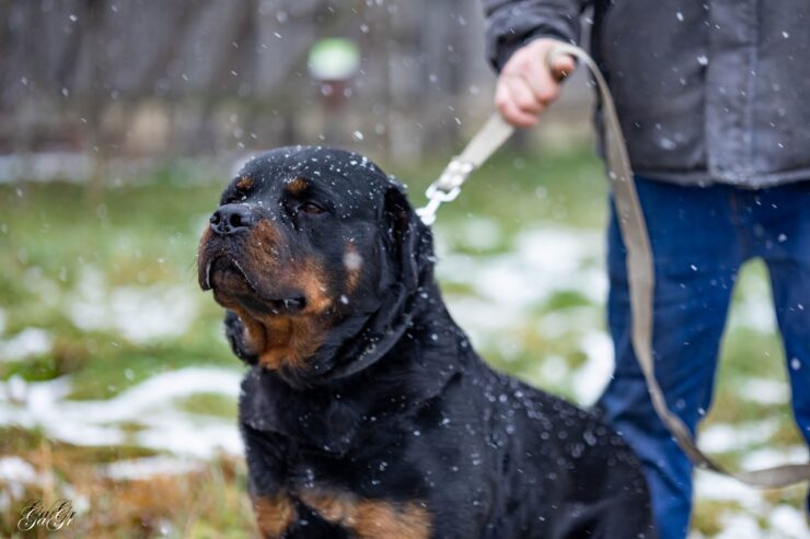 🐾 Taisons – ļoti vēlas savu cilvēku, kas būs līdzās vienmēr un visur! Taisons meklē mājas, ko saukt par savējām!