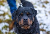 🐾 Taisons – ļoti vēlas savu cilvēku, kas būs līdzās vienmēr un visur! Taisons meklē mājas, ko saukt par savējām!