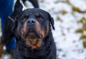 🐾 Taisons – ļoti vēlas savu cilvēku, kas būs līdzās vienmēr un visur! Taisons meklē mājas, ko saukt par savējām!