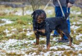 🐾 Taisons – ļoti vēlas savu cilvēku, kas būs līdzās vienmēr un visur! Taisons meklē mājas, ko saukt par savējām!