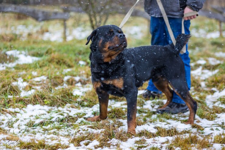 🐾 Taisons – ļoti vēlas savu cilvēku, kas būs līdzās vienmēr un visur! Taisons meklē mājas, ko saukt par savējām!