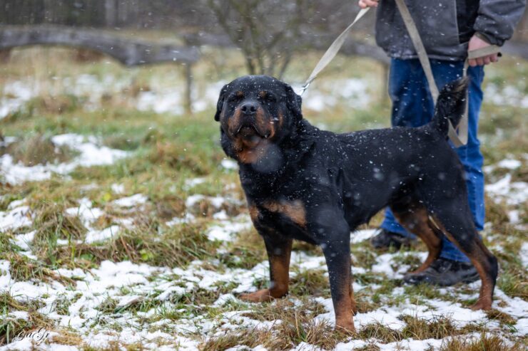 🐾 Taisons – ļoti vēlas savu cilvēku, kas būs līdzās vienmēr un visur! Taisons meklē mājas, ko saukt par savējām!