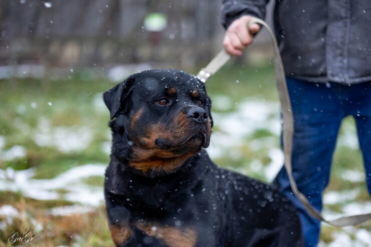 🐾 Taisons – ļoti vēlas savu cilvēku, kas būs līdzās vienmēr un visur! Taisons meklē mājas, ko saukt par savējām!