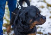 🐾 Taisons – ļoti vēlas savu cilvēku, kas būs līdzās vienmēr un visur! Taisons meklē mājas, ko saukt par savējām!
