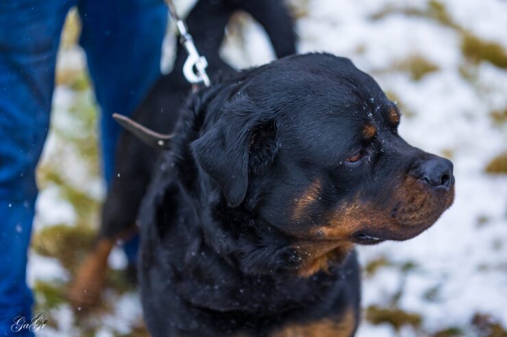 🐾 Taisons – ļoti vēlas savu cilvēku, kas būs līdzās vienmēr un visur! Taisons meklē mājas, ko saukt par savējām!