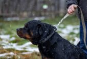 🐾 Taisons – ļoti vēlas savu cilvēku, kas būs līdzās vienmēr un visur! Taisons meklē mājas, ko saukt par savējām!