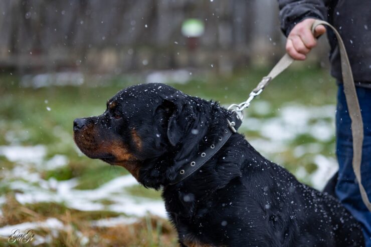 🐾 Taisons – ļoti vēlas savu cilvēku, kas būs līdzās vienmēr un visur! Taisons meklē mājas, ko saukt par savējām!