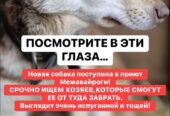 Ариша ‼️💞 АРИШУ ДО СИХ ПОР НИКТО НЕ ЗАБРАЛ😭😭😭