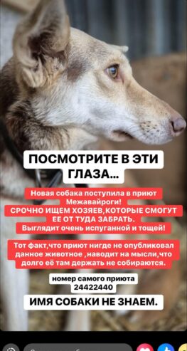 Ариша ‼️💞 АРИШУ ДО СИХ ПОР НИКТО НЕ ЗАБРАЛ😭😭😭