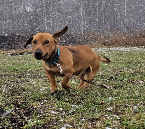 🐾🐾PAMANI MANI!🐾Lūdzu, dalies ar šo ierakstu 🙏, lai ROLIS atrod savu cilvēku un mājas ❤️💛❤️
