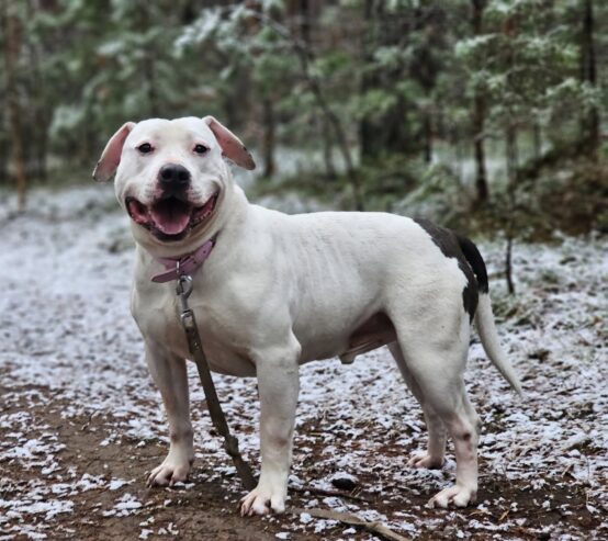 🐾🐾PAMANI MANI!🐾Lūdzu, dalies ar šo ierakstu 🙏, lai OSKARS atrod savu cilvēku un mājas ❤️💛❤️