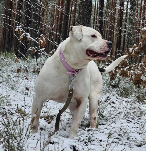 🐾🐾PAMANI MANI!🐾Lūdzu, dalies ar šo ierakstu 🙏, lai OSKARS atrod savu cilvēku un mājas ❤️💛❤️