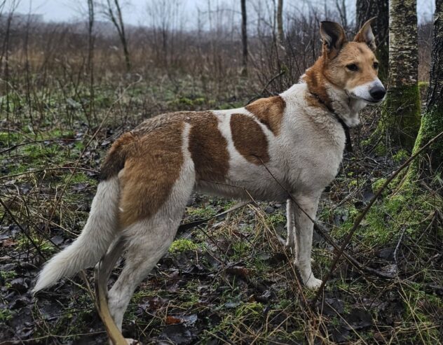 🐾🐾PAMANI MANI!🐾 Paldies, ja dalies ar šo ierakstu, lai DRUŠKA atrod savu cilvēku un mājas❤💛❤️