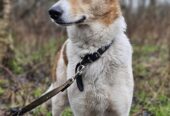 🐾🐾PAMANI MANI!🐾 Paldies, ja dalies ar šo ierakstu, lai DRUŠKA atrod savu cilvēku un mājas❤💛❤️