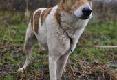 🐾🐾PAMANI MANI!🐾 Paldies, ja dalies ar šo ierakstu, lai DRUŠKA atrod savu cilvēku un mājas❤💛❤️