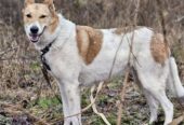 🐾🐾PAMANI MANI!🐾 Paldies, ja dalies ar šo ierakstu, lai DRUŠKA atrod savu cilvēku un mājas❤💛❤️