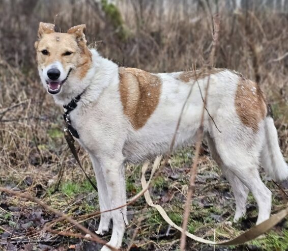 🐾🐾PAMANI MANI!🐾 Paldies, ja dalies ar šo ierakstu, lai DRUŠKA atrod savu cilvēku un mājas❤💛❤️