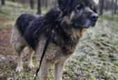 🐾🐾PAMANI MANI!🐾Lūdzu, dalies ar šo ierakstu 🙏, lai MAIKIJS atrod savu cilvēku un mājas ❤️💛❤️