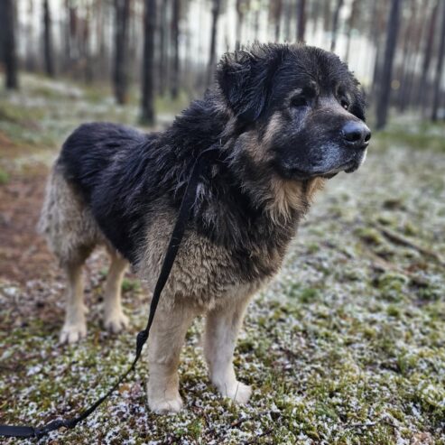 🐾🐾PAMANI MANI!🐾Lūdzu, dalies ar šo ierakstu 🙏, lai MAIKIJS atrod savu cilvēku un mājas ❤️💛❤️