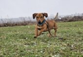 🐾🐾PAMANI MANI!🐾Lūdzu, dalies ar šo ierakstu 🙏, lai ROLIS atrod savu cilvēku un mājas ❤️💛❤️