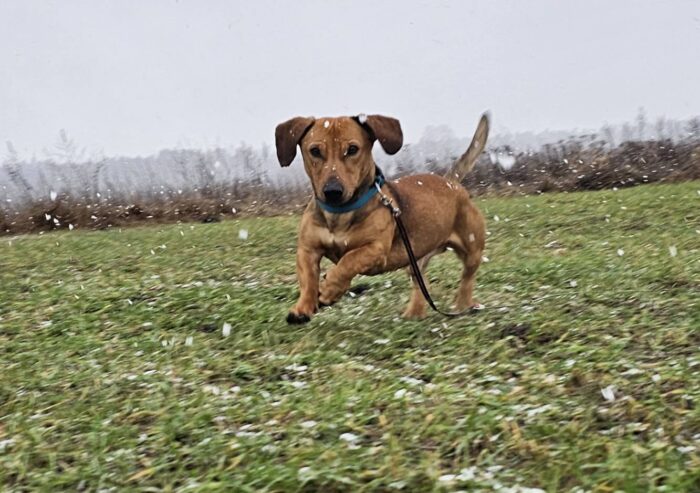 🐾🐾PAMANI MANI!🐾Lūdzu, dalies ar šo ierakstu 🙏, lai ROLIS atrod savu cilvēku un mājas ❤️💛❤️