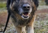 🐾🐾PAMANI MANI!🐾Lūdzu, dalies ar šo ierakstu 🙏, lai MAIKIJS atrod savu cilvēku un mājas ❤️💛❤️