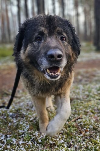 🐾🐾PAMANI MANI!🐾Lūdzu, dalies ar šo ierakstu 🙏, lai MAIKIJS atrod savu cilvēku un mājas ❤️💛❤️