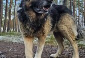 🐾🐾PAMANI MANI!🐾Lūdzu, dalies ar šo ierakstu 🙏, lai MAIKIJS atrod savu cilvēku un mājas ❤️💛❤️