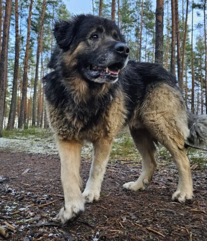 🐾🐾PAMANI MANI!🐾Lūdzu, dalies ar šo ierakstu 🙏, lai MAIKIJS atrod savu cilvēku un mājas ❤️💛❤️
