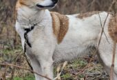 🐾🐾PAMANI MANI!🐾 Paldies, ja dalies ar šo ierakstu, lai DRUŠKA atrod savu cilvēku un mājas❤💛❤️