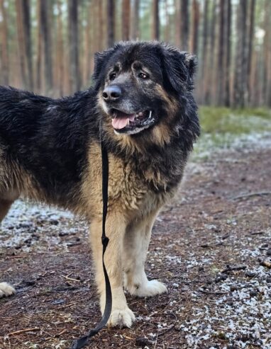 🐾🐾PAMANI MANI!🐾Lūdzu, dalies ar šo ierakstu 🙏, lai MAIKIJS atrod savu cilvēku un mājas ❤️💛❤️