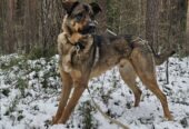 🌟 DŽULIANS – LABĀKAIS DRAUGS, KURU TU VĒL NEPAZĪSTI!