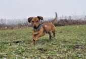 🐾🐾PAMANI MANI!🐾Lūdzu, dalies ar šo ierakstu 🙏, lai ROLIS atrod savu cilvēku un mājas ❤️💛❤️