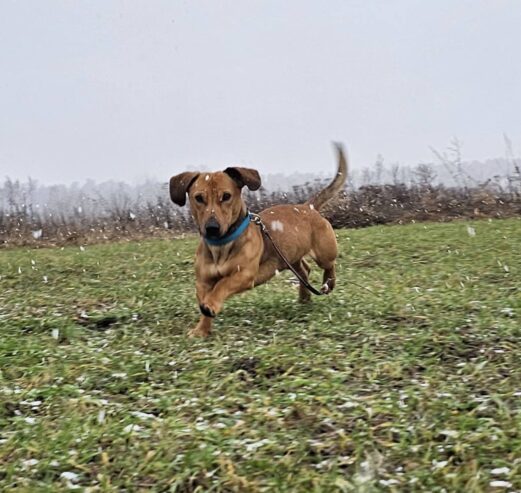 🐾🐾PAMANI MANI!🐾Lūdzu, dalies ar šo ierakstu 🙏, lai ROLIS atrod savu cilvēku un mājas ❤️💛❤️