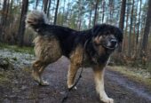 🐾🐾PAMANI MANI!🐾Lūdzu, dalies ar šo ierakstu 🙏, lai MAIKIJS atrod savu cilvēku un mājas ❤️💛❤️