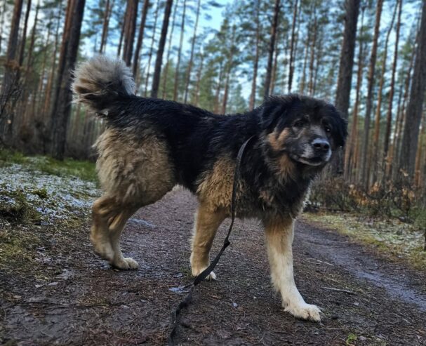 🐾🐾PAMANI MANI!🐾Lūdzu, dalies ar šo ierakstu 🙏, lai MAIKIJS atrod savu cilvēku un mājas ❤️💛❤️