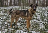 🌟 DŽULIANS – LABĀKAIS DRAUGS, KURU TU VĒL NEPAZĪSTI!