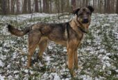 🌟 DŽULIANS – LABĀKAIS DRAUGS, KURU TU VĒL NEPAZĪSTI!